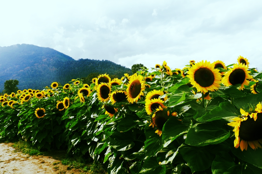 chilliwack sunflower festival