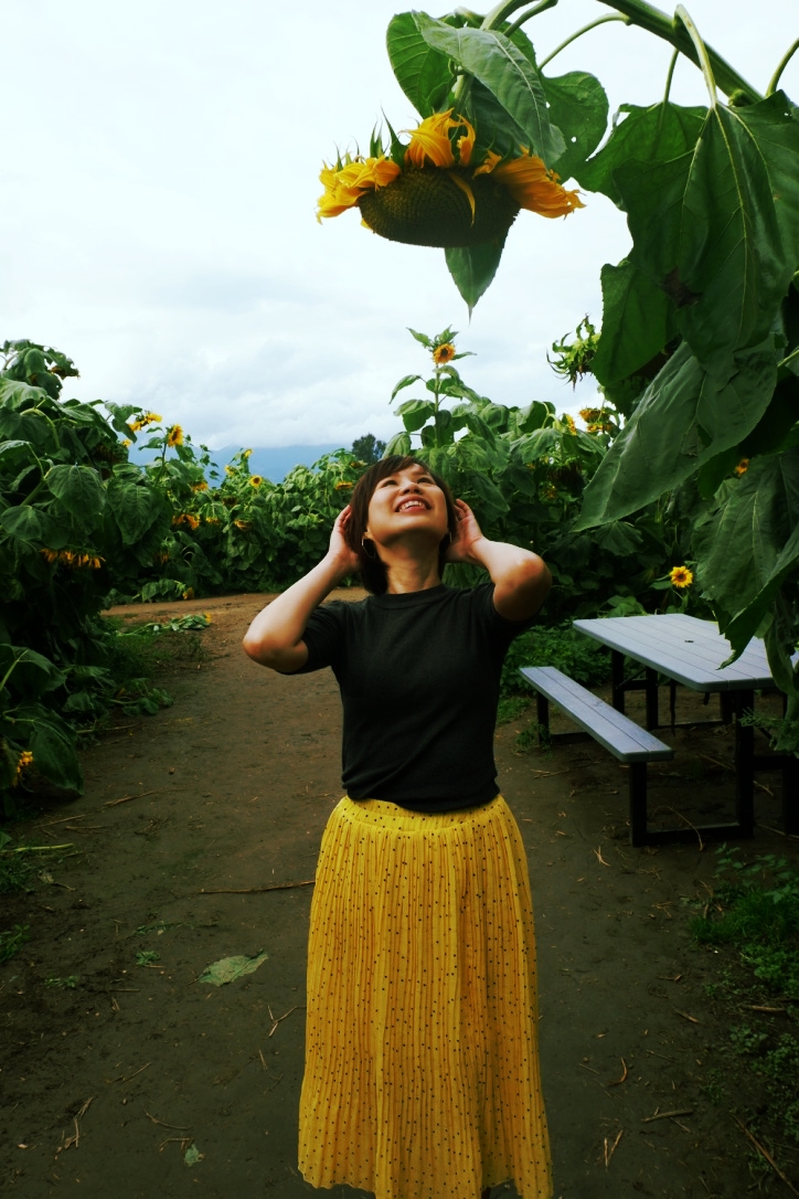 chilliwack events sunflower festival