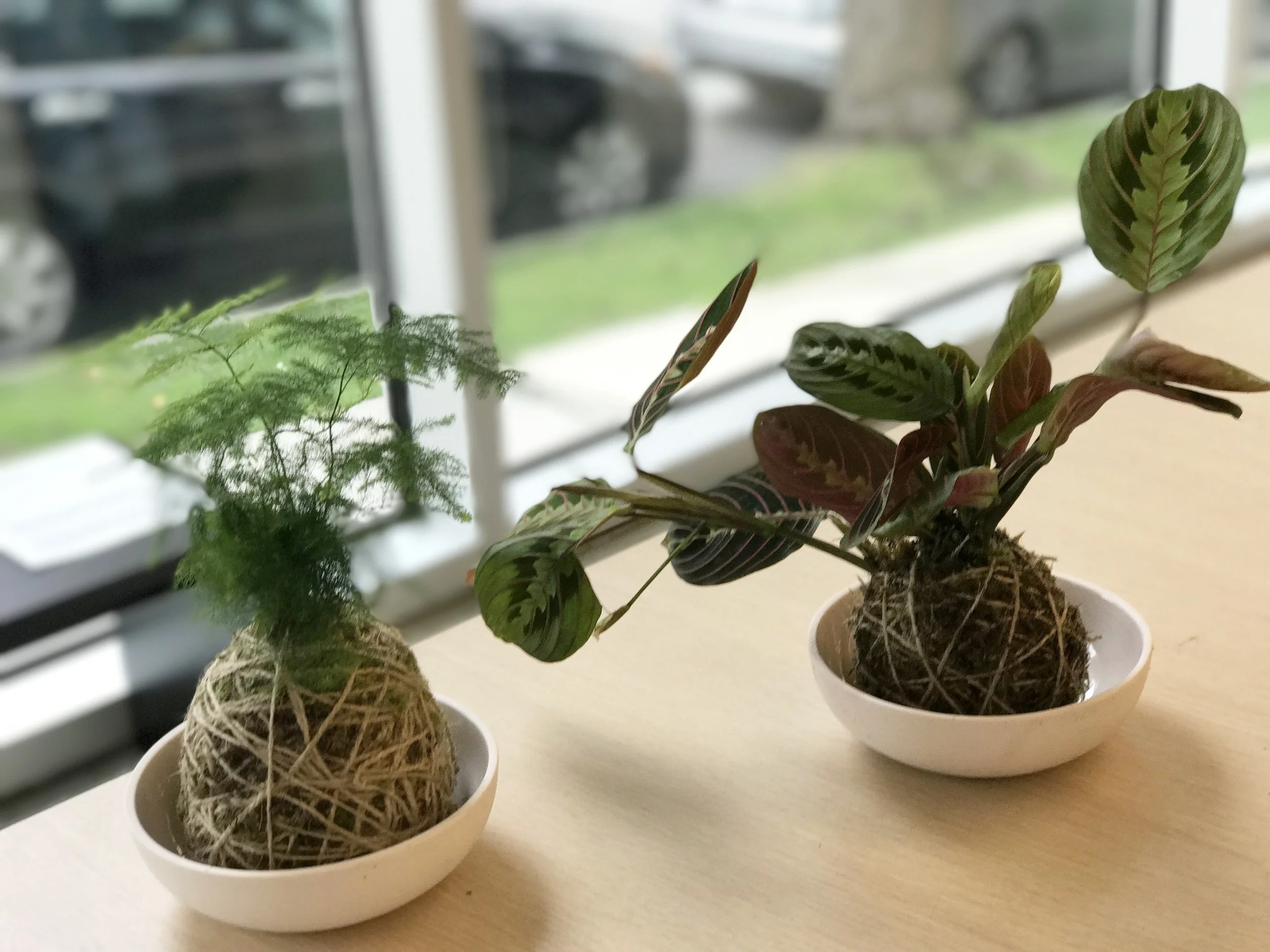 how my kokedamas taught me to stop running away from myself