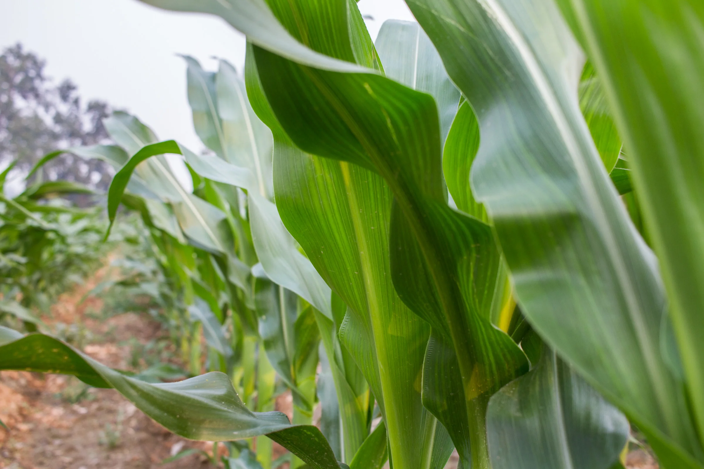 Cornfield.jpg