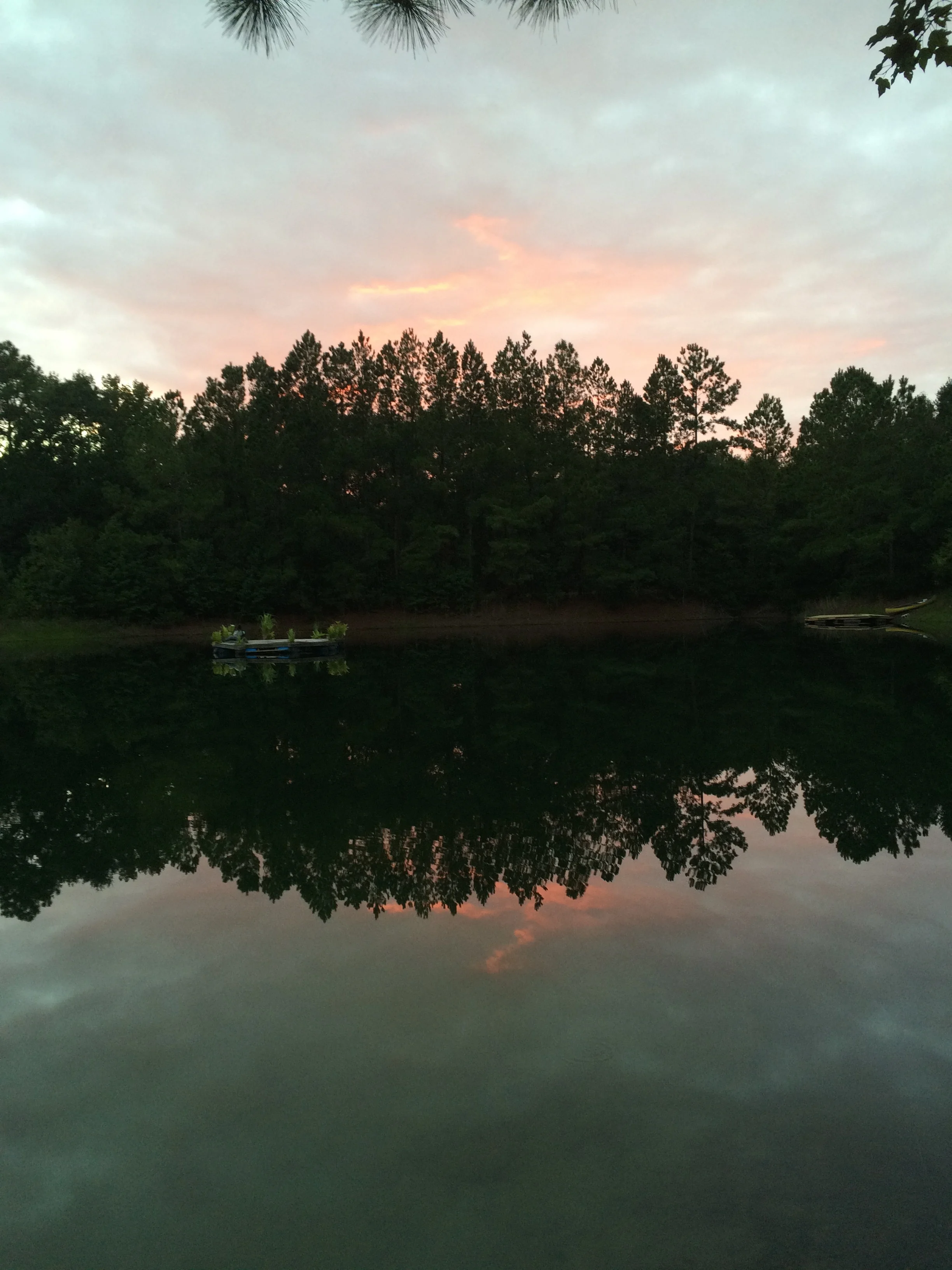 Harvesting Waterlily Root
