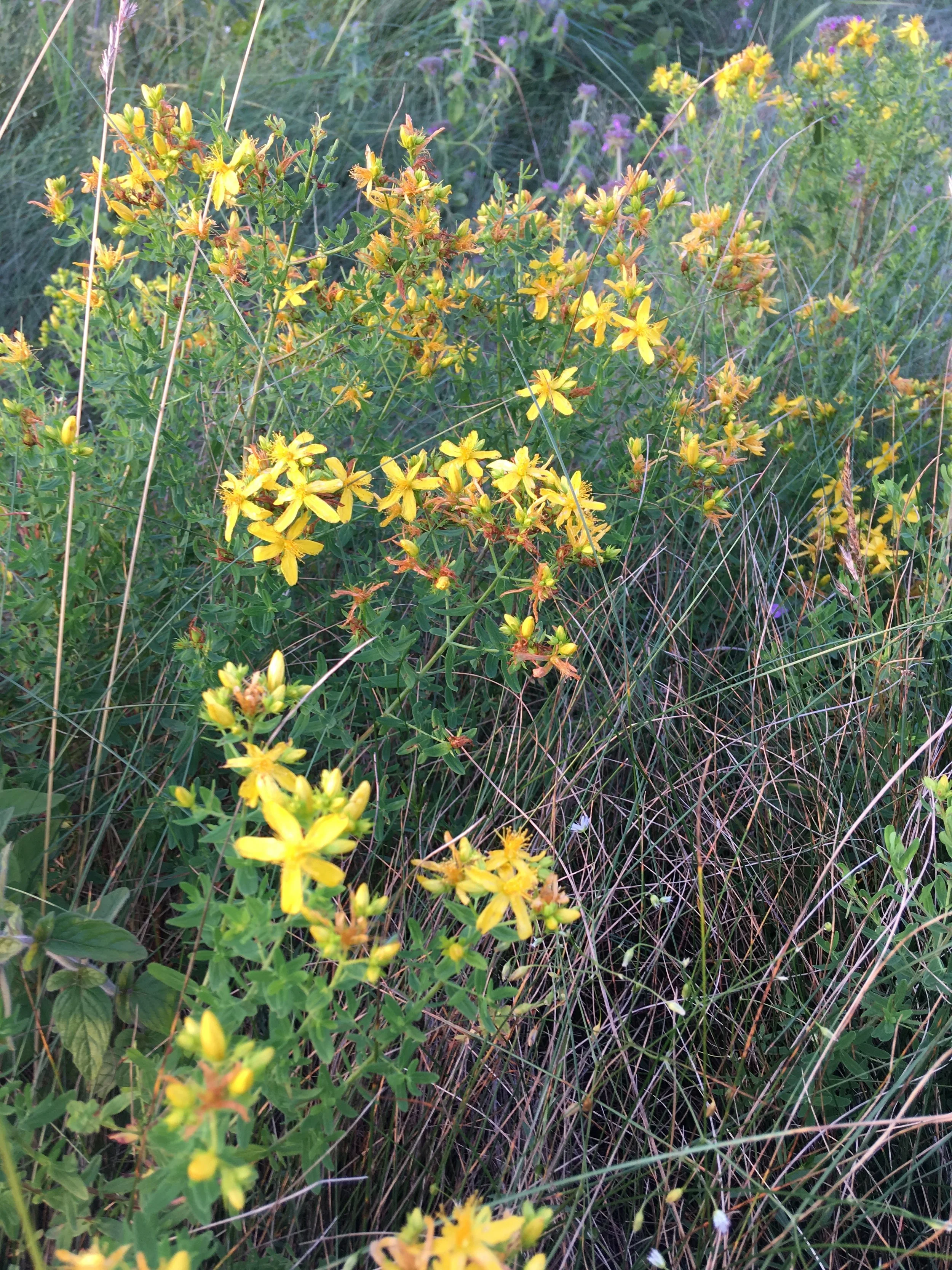St. John's Wort in Summer 