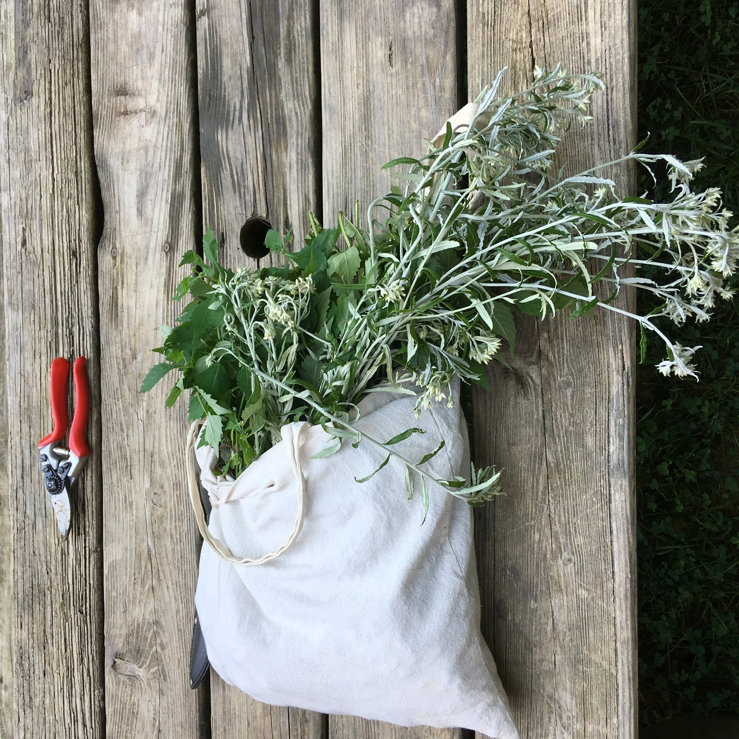 Bugleweed & Rabbit Tobacco Bounty