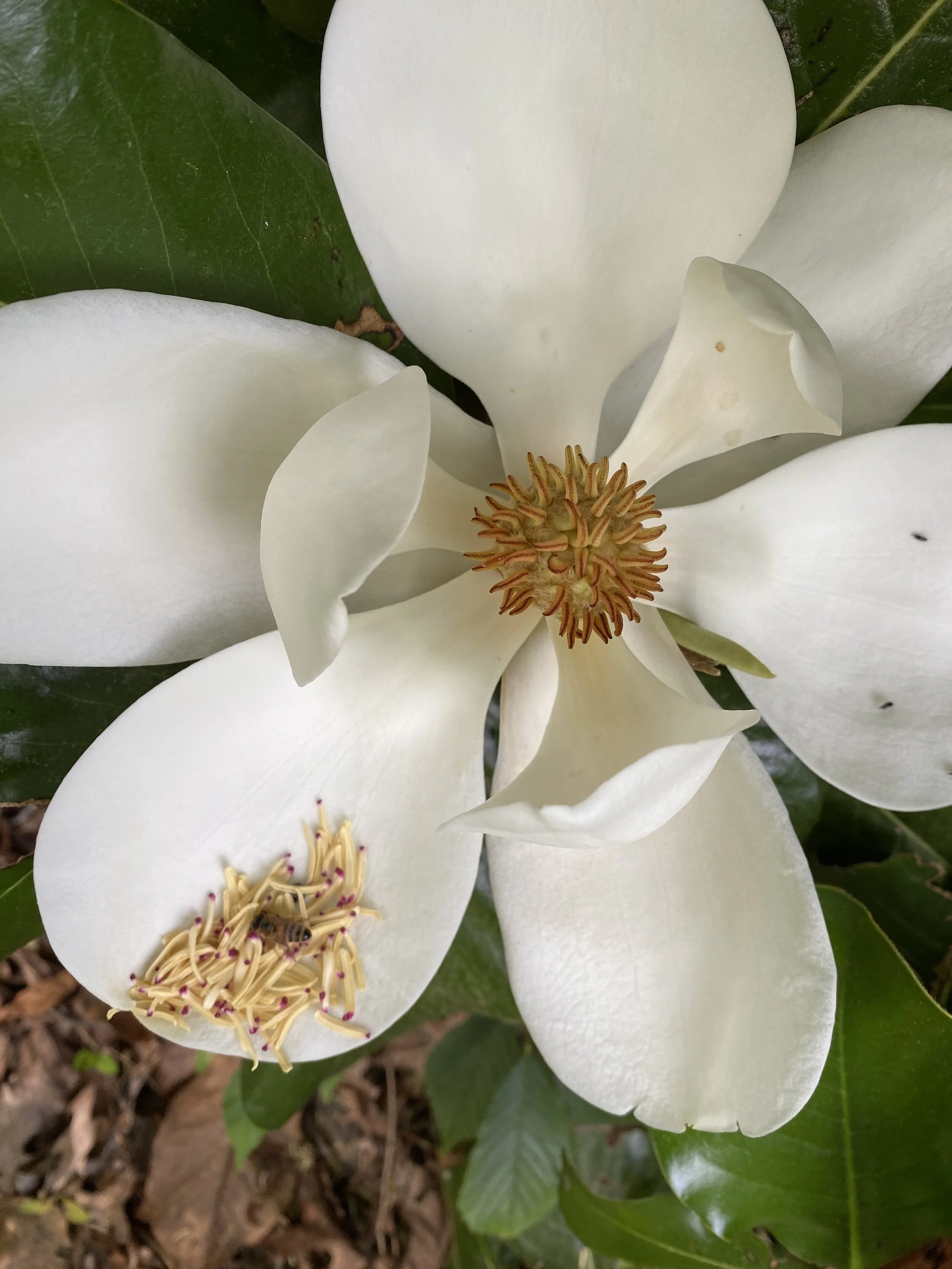 Magnolia & Bee
