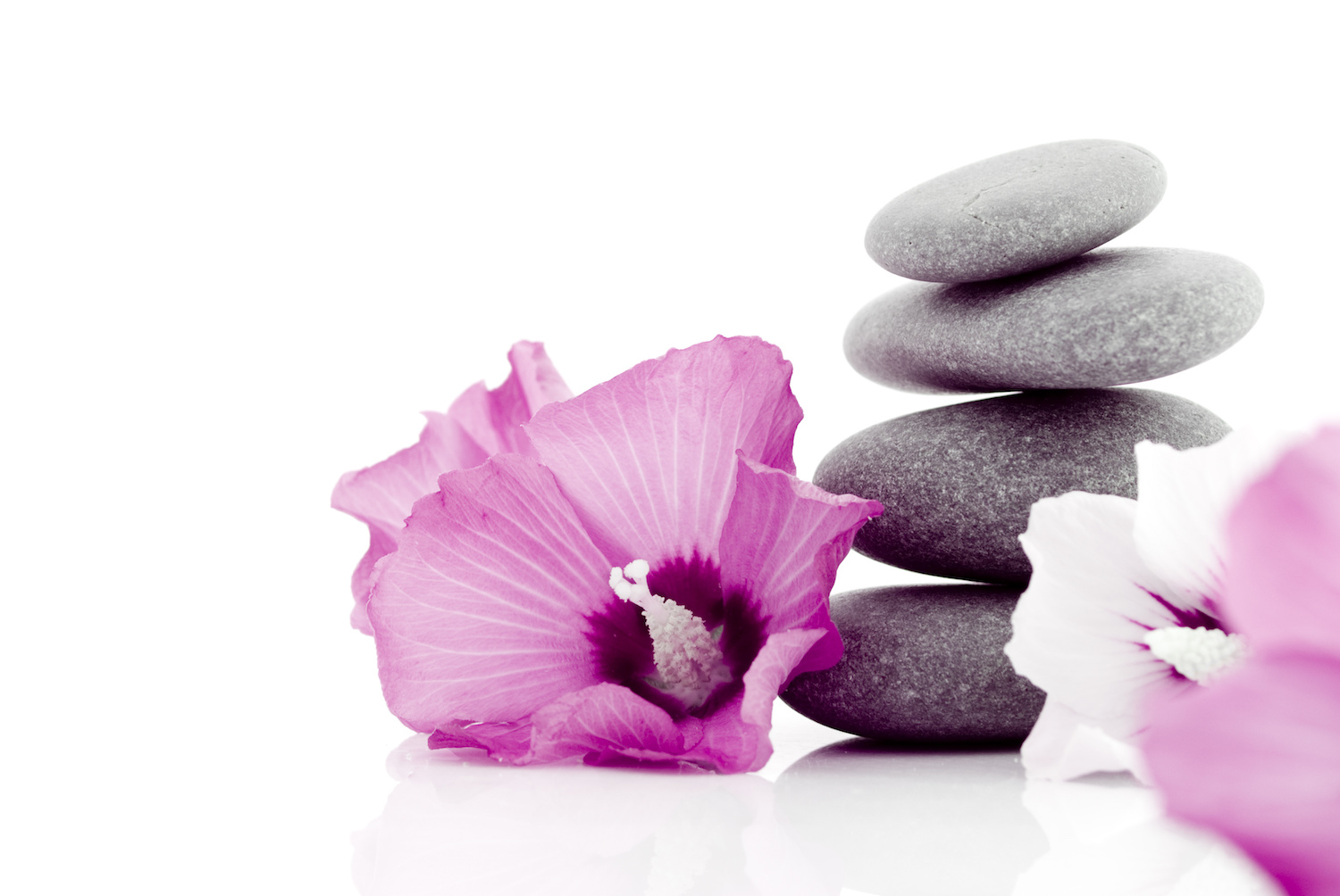 rocks-flower.jpeg