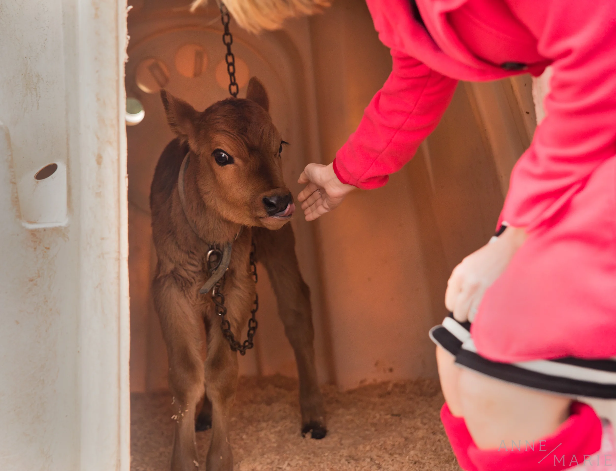 Anne-Marie pets a baby cow. This cow was about two weeks old. The baby cows live in little igloos until they are old enough to join the herd.