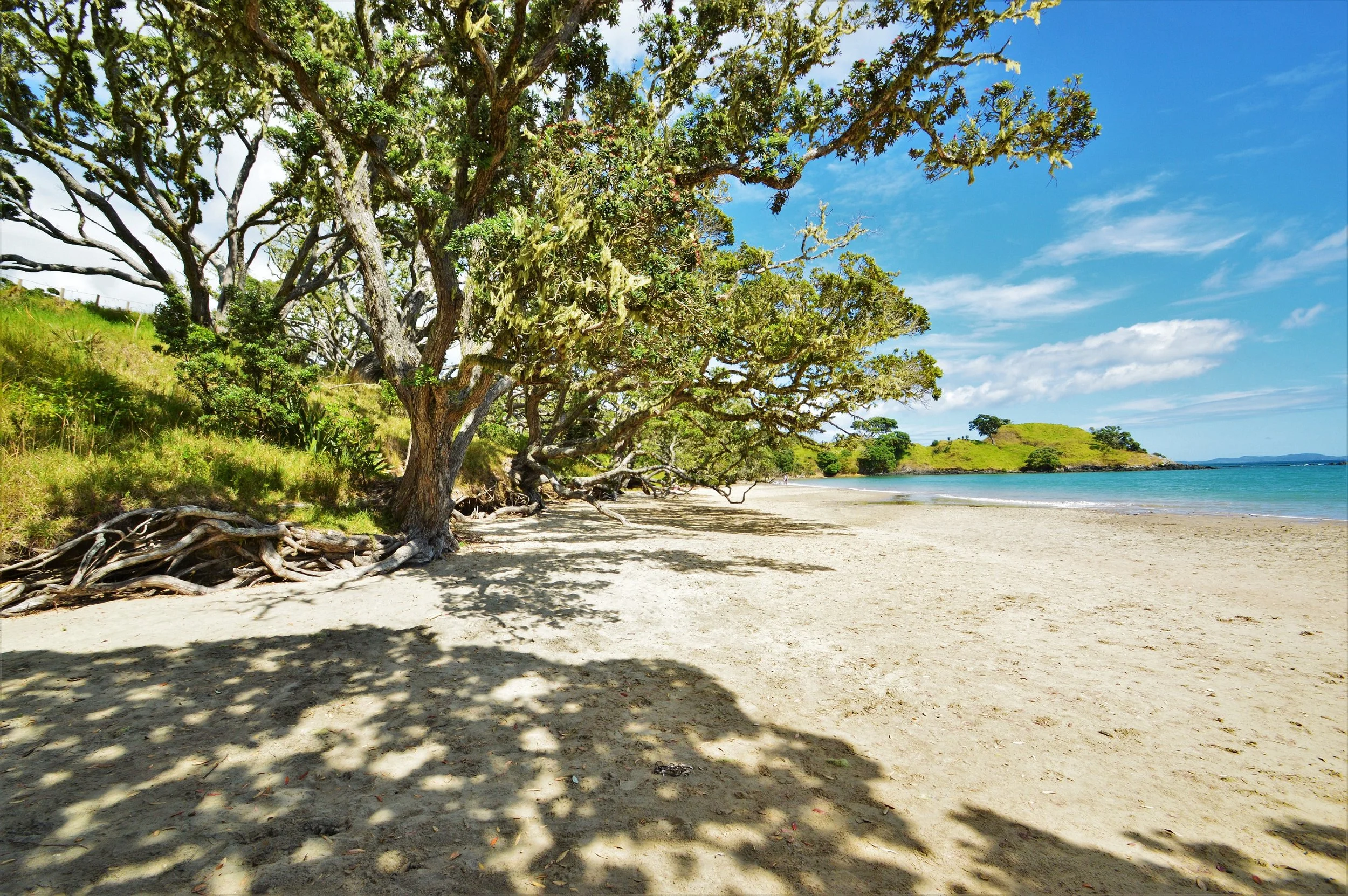 Pohutukawa.jpg