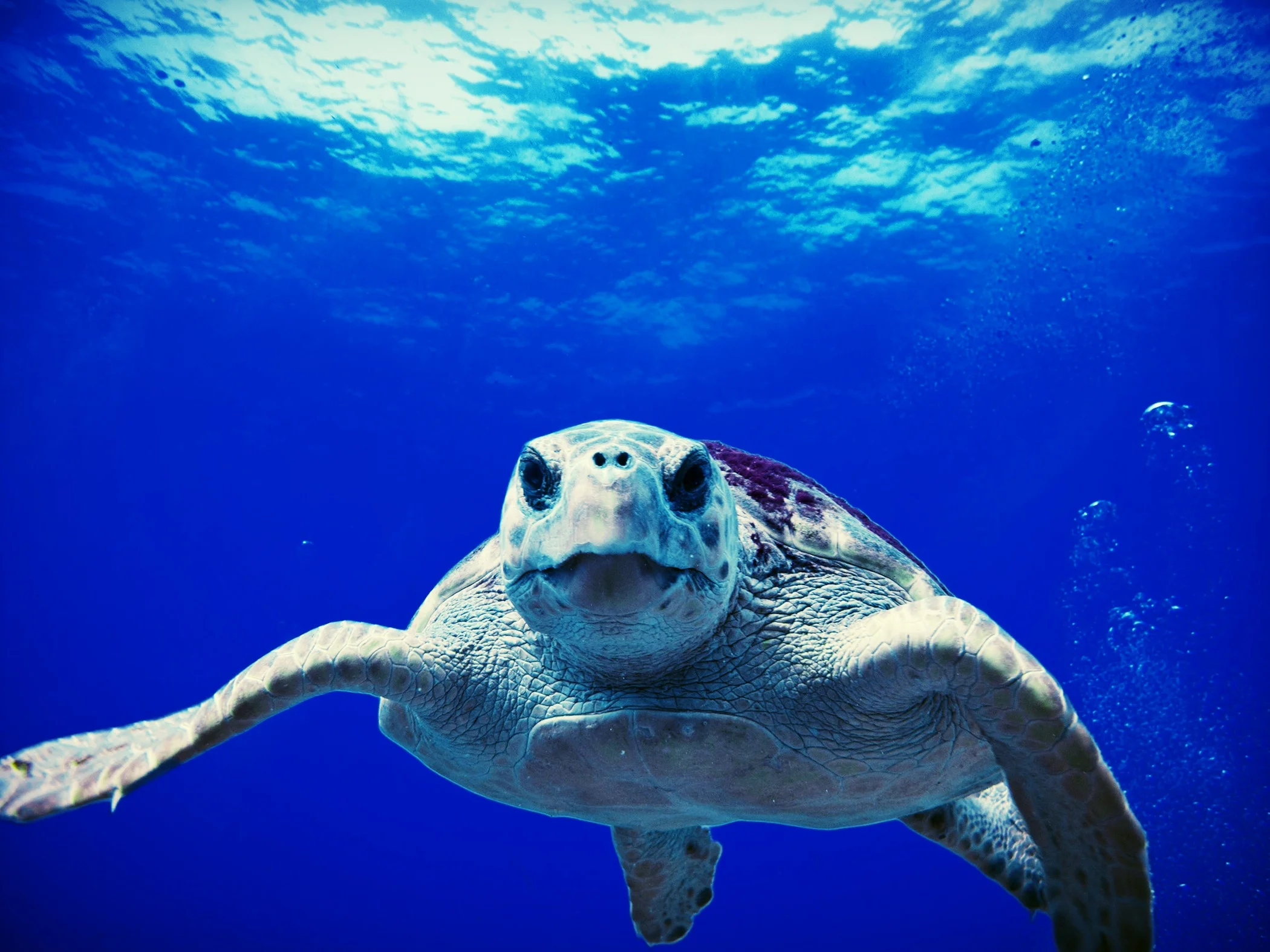 loggerhead-turtle-sea-ocean-water-68744.jpeg