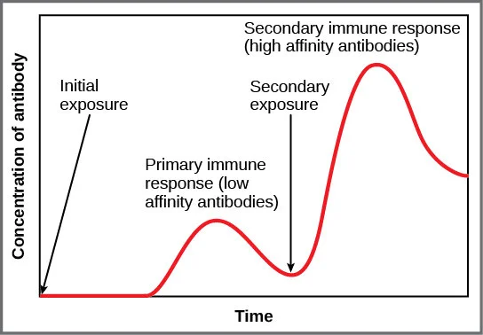 Your immune system spends a few days freaking out while it figures out what the attacker looks like so the secondary response can be much more coordinated. That’s the time your sickness worsens. Very lethal pathogens, like the bubonic plague bacteri…