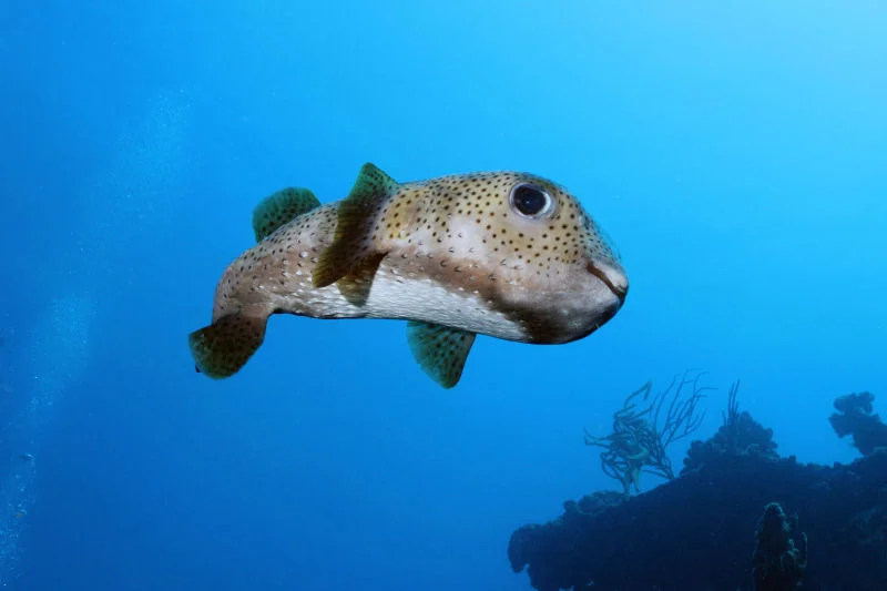 BVI - Purcupinefish