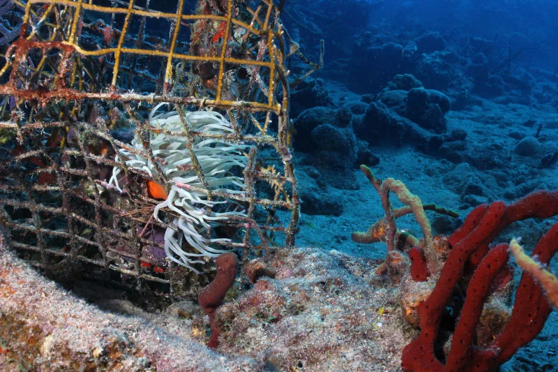 BVI - Caged Anemone