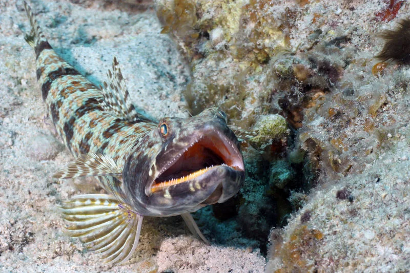 BVI - Lizard Fish Cleaning Station