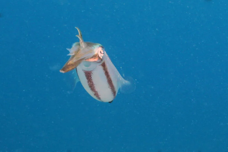 BVI - Squid