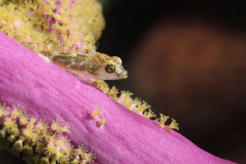 Bridled Goby