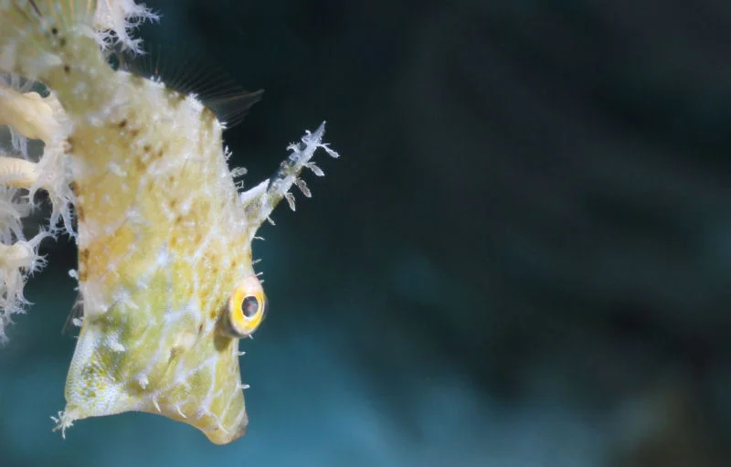 Juvenile Filefish