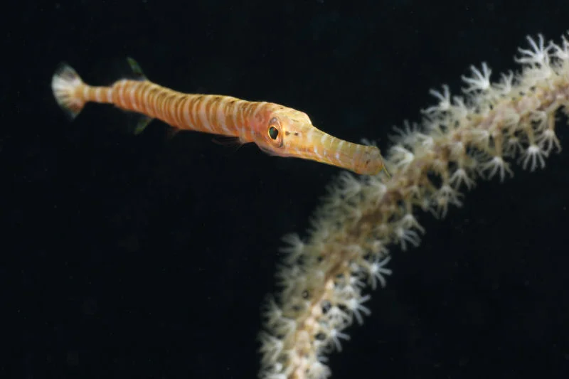 Juvenile Trumpetfish