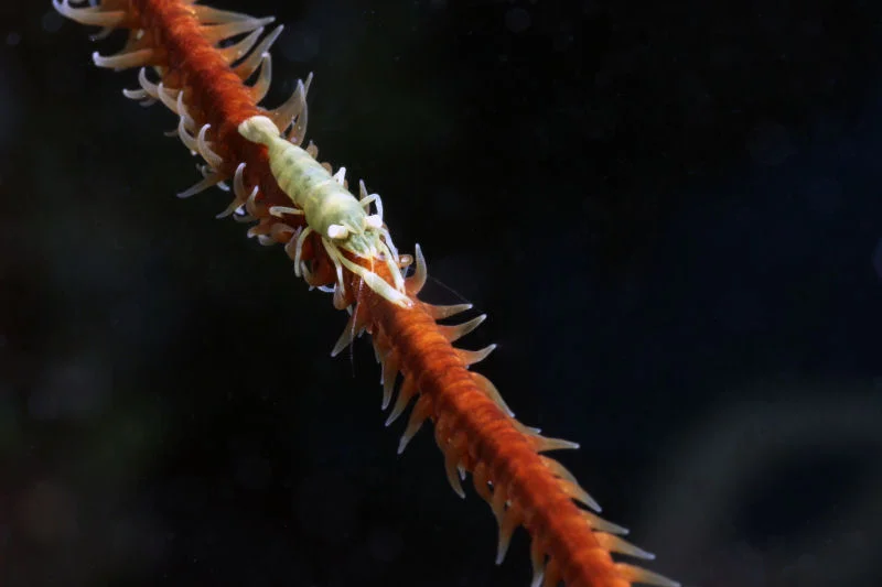 Wire Coral Shrimp