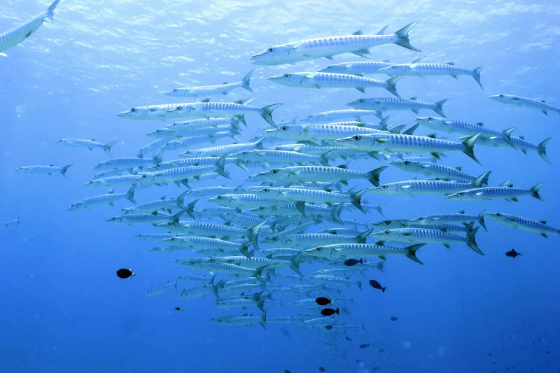 Barracudas