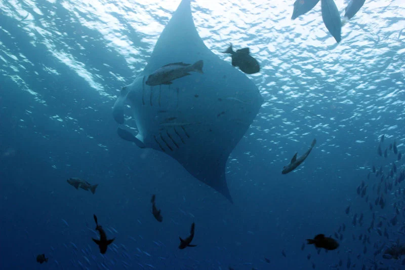 Giant Manta