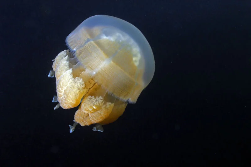 Jellyfish