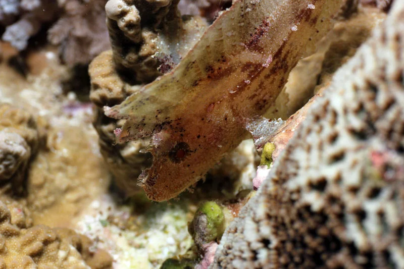Leaf Scorpionfish