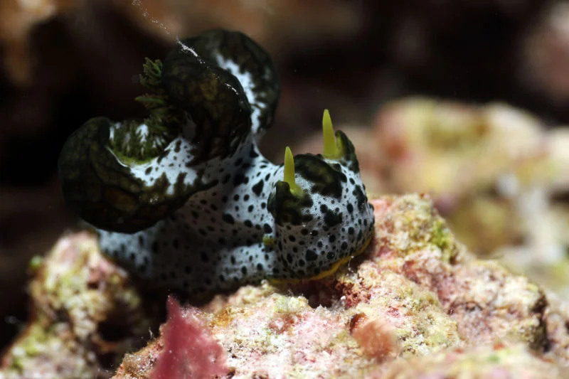 Nudibranch