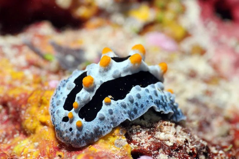 Nudibranch