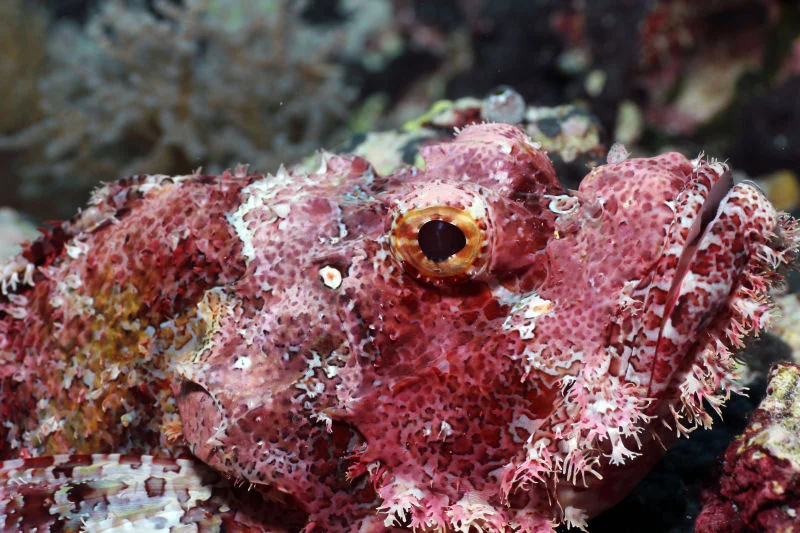 Scorpionfish
