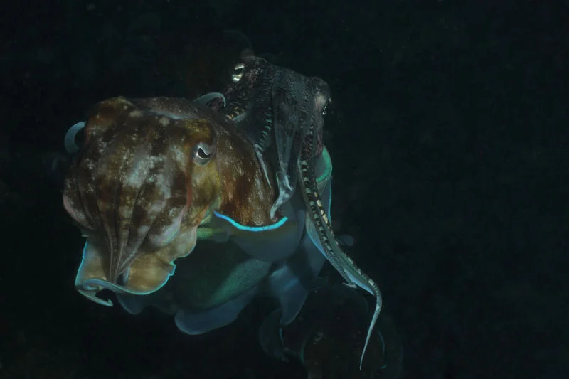 Cuttlefish Mating