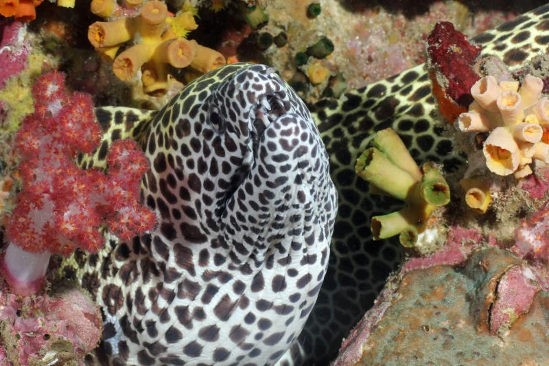 Honeycomb Moray