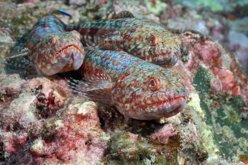 Lizardfish