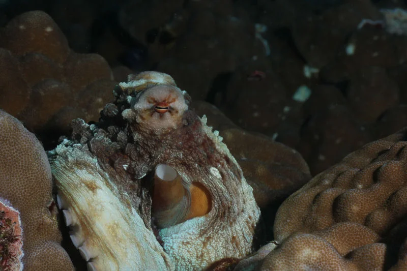 Octopus