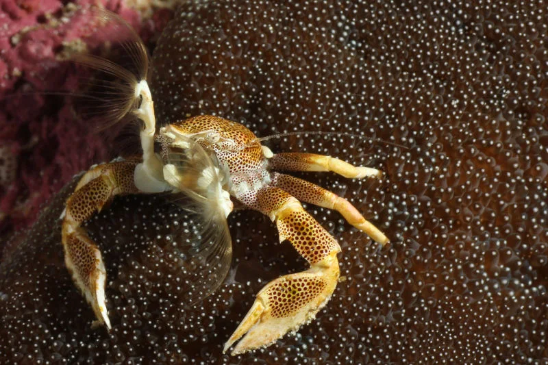 Spotted Porcelain Crab