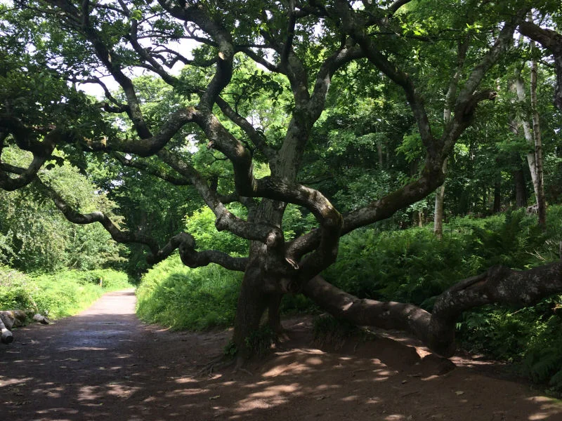 Culzean - Gnarled Tree