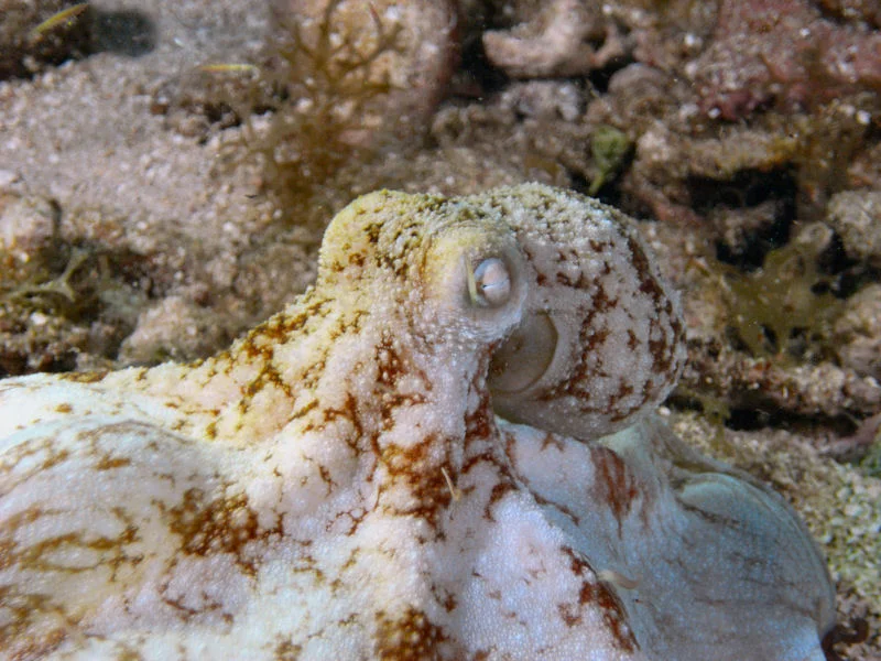Octopus