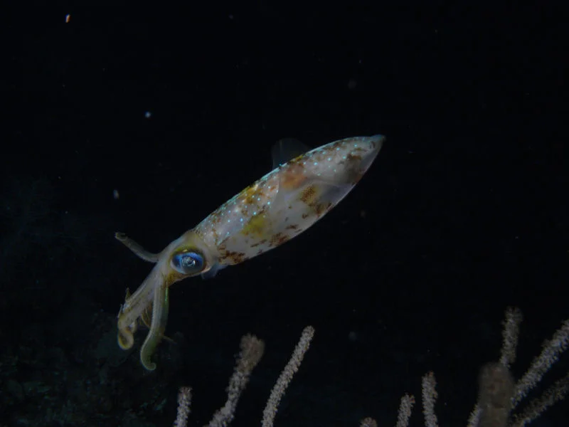 Squid