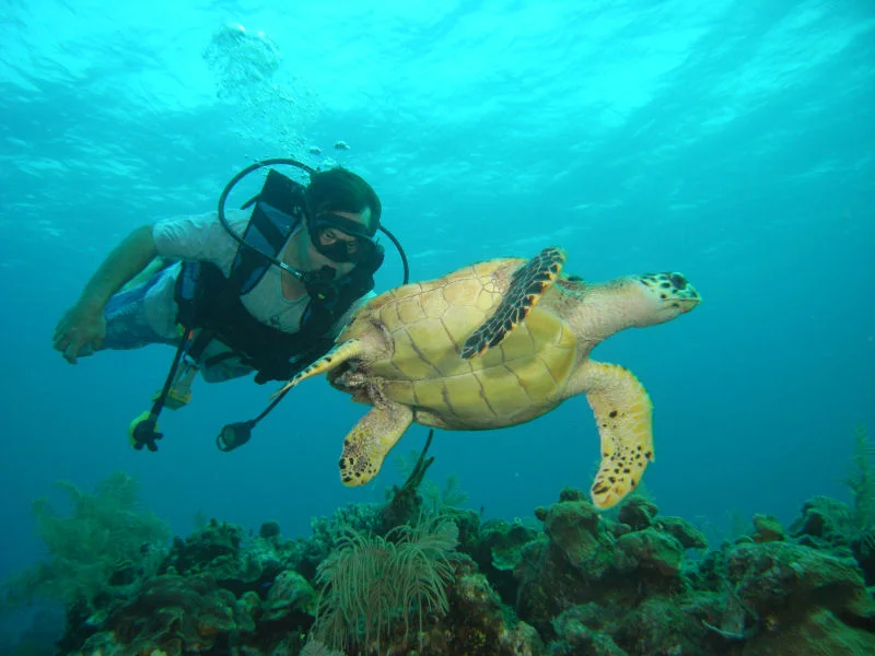 The Great Turtle Chase