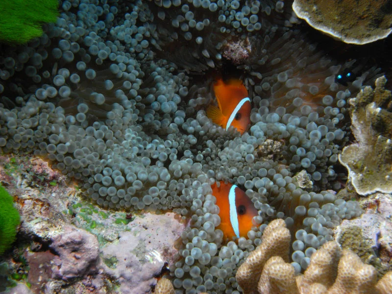 Anemonefish #1