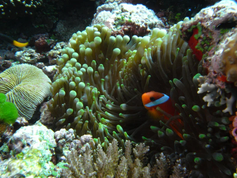 Anemonefish #3