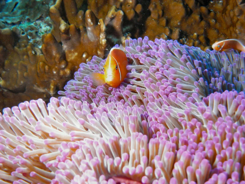Anemonefish #2