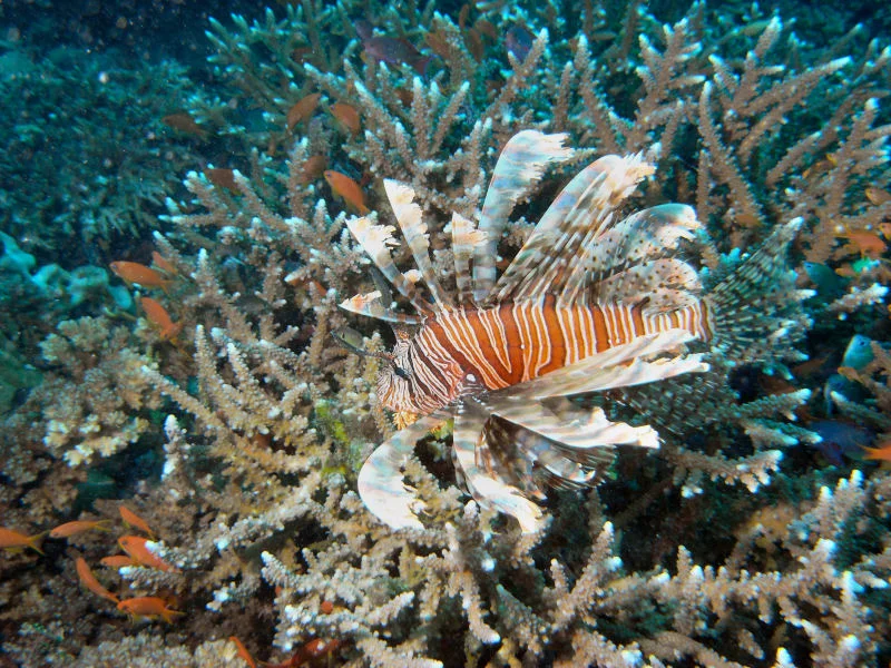 Common-Lionfish.jpg