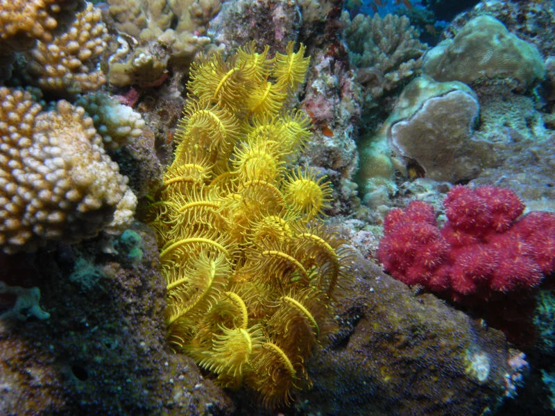 Soft Coral