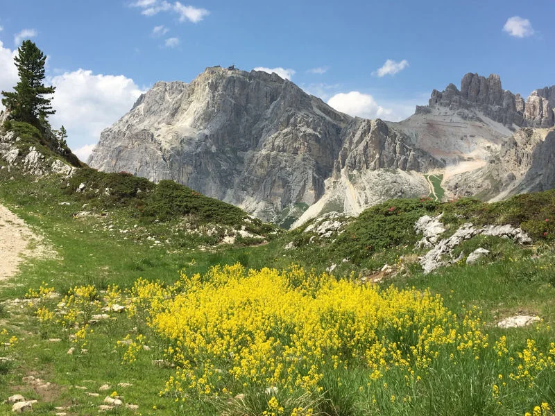 Cinque Torri - Wildflowers
