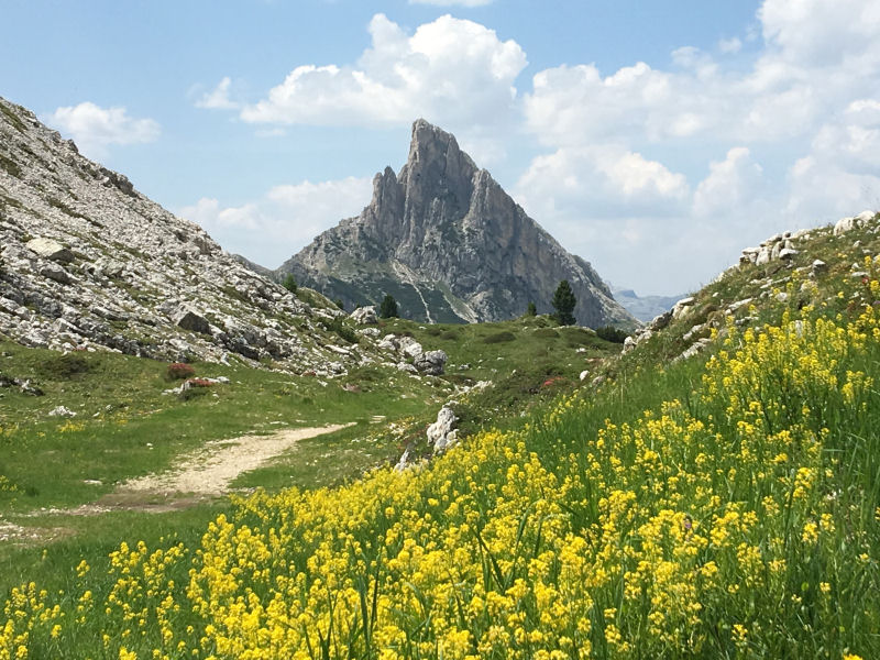 Cinque Torri - Wildflowers