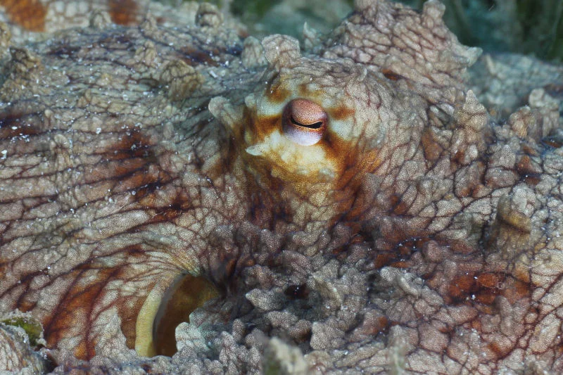 Common Octopus