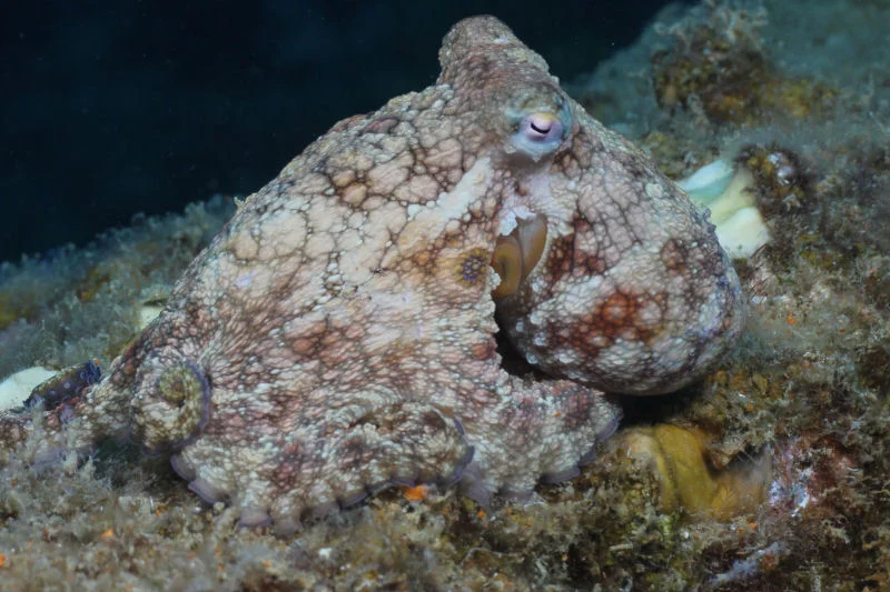 Common Octopus