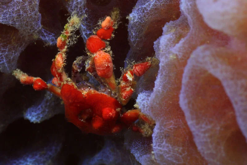 Cryptic Teardrop Crab