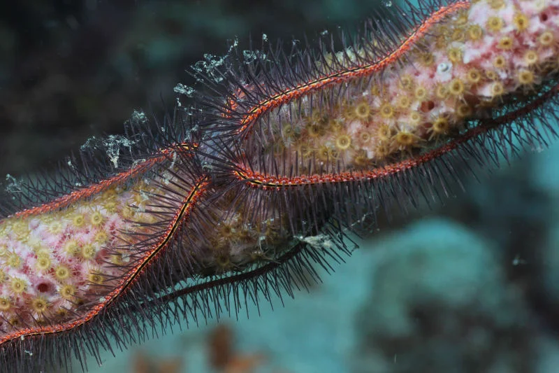Sponge Brittle Star
