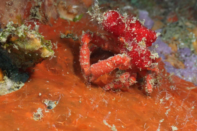 Spongy Decorator Crab