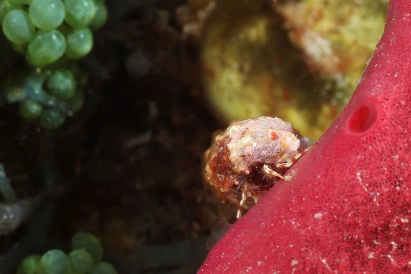 Spoteye Hermit
